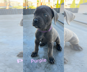 Cane Corso Puppy for sale in JOLIET, IL, USA