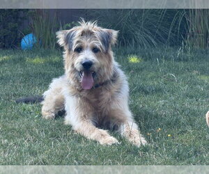 Arthur - Male Poodle (Standard)-Unknown Mix Dog for Adoption - Photo #2