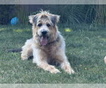Small #1 Poodle (Standard) Mix