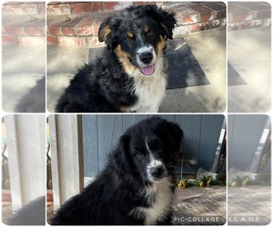 Australian Shepherd Puppy for Sale in ACTON, California USA