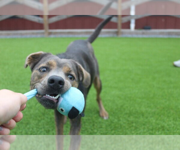 Medium Photo #1 Mutt Puppy For Sale in Chestertown, MD, USA