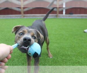 Mutt Dogs for adoption in Chestertown, MD, USA