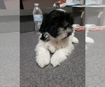 Small Photo #5 Shih Tzu Puppy For Sale in N PORT, FL, USA