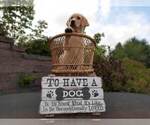 Small Photo #7 Labrador Retriever Puppy For Sale in MILLVILLE, MN, USA