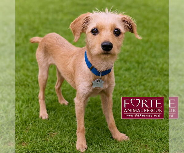 Medium Photo #2 Mutt Puppy For Sale in Marina del Rey, CA, USA
