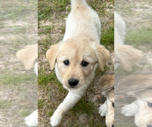 Medium Photo #5 Goberian Puppy For Sale in VIRGINIA BEACH, VA, USA