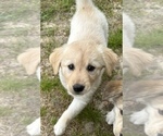 Small Photo #5 Goberian Puppy For Sale in VIRGINIA BEACH, VA, USA