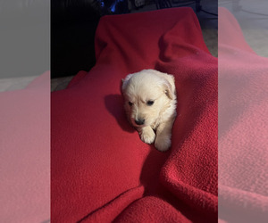 Golden Retriever Puppy for sale in WACO, TX, USA