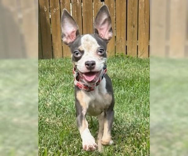Medium Photo #1 Mutt Puppy For Sale in Evansville, IN, USA