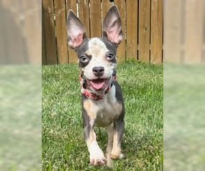 Mutt Dogs for adoption in Evansville, IN, USA