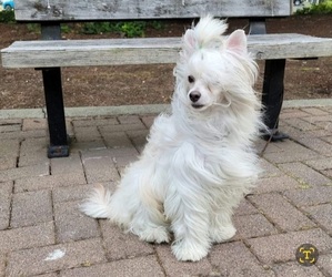 Chinese Crested Puppy for sale in GRAPEVIEW, WA, USA