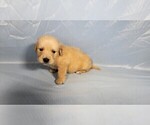 Small #2 Golden Retriever