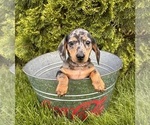 Image preview for Ad Listing. Nickname: Tyson