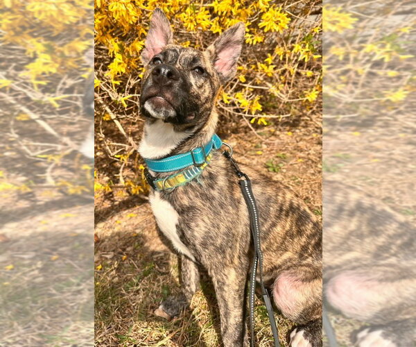Medium Photo #4 Catahoula Leopard Dog Puppy For Sale in Walnutport, PA, USA