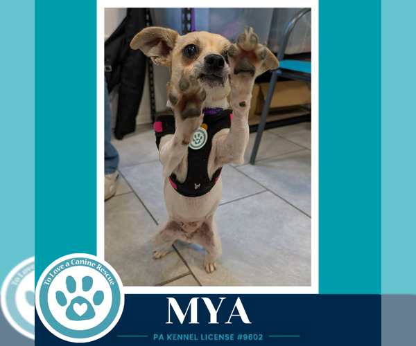 Medium Photo #3 Chihuahua-Unknown Mix Puppy For Sale in Kimberton, PA, USA