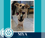 Small #2 Chihuahua Mix