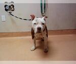 Small American Pit Bull Terrier