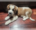 Puppy GRAYSON Saint Bernard