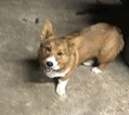 Small Photo #5 Pembroke Welsh Corgi Puppy For Sale in CLYDE, TX, USA