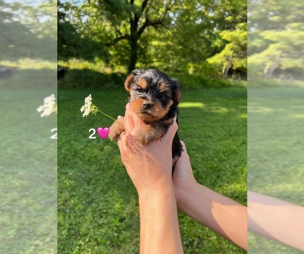 Medium Photo #2 Yorkshire Terrier Puppy For Sale in DES PLAINES, IL, USA