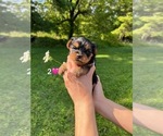 Small #1 Yorkshire Terrier
