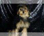 Small #2 Morkie