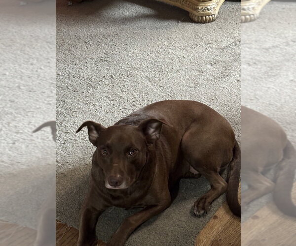 Medium Photo #1 Labrador Retriever-Unknown Mix Puppy For Sale in Foristell, MO, USA