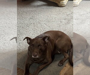 Labrador Retriever-Unknown Mix Dogs for adoption in Foristell, MO, USA