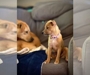 Mutt Dogs for adoption in New London, WI, USA