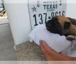Small Plott Hound Mix