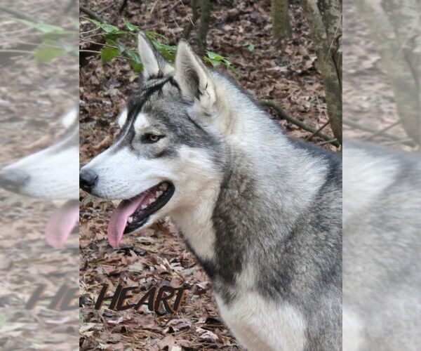 Medium Photo #2 Siberian Husky Puppy For Sale in Severn, MD, USA
