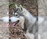 Small #1 Siberian Husky