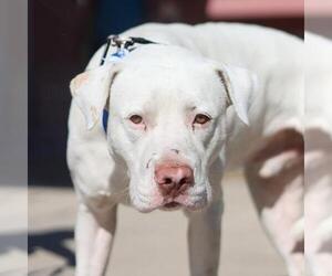 American Staffordshire Terrier Mix Dog for Adoption in San Antonio, Texas USA