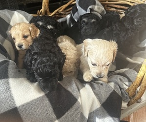 Cockapoo (Miniature) Litter for sale in MURFREESBORO, TN, USA