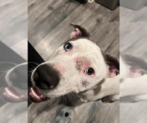 American Staffordshire Terrier-Unknown Mix Dogs for adoption in San Antonio, TX, USA