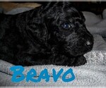 Small Photo #2 Goldendoodle Puppy For Sale in SUMMERFIELD, LA, USA