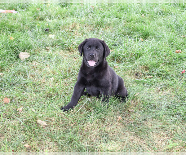 Medium Photo #5 Labrador Retriever Puppy For Sale in SYRACUSE, IN, USA