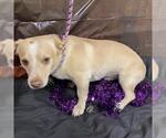 *CASPER - Male Chi-Corgi Dog for Adoption - Small photo