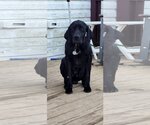 Small Photo #1 Lab-Pointer Puppy For Sale in Spotsylvania, VA, USA