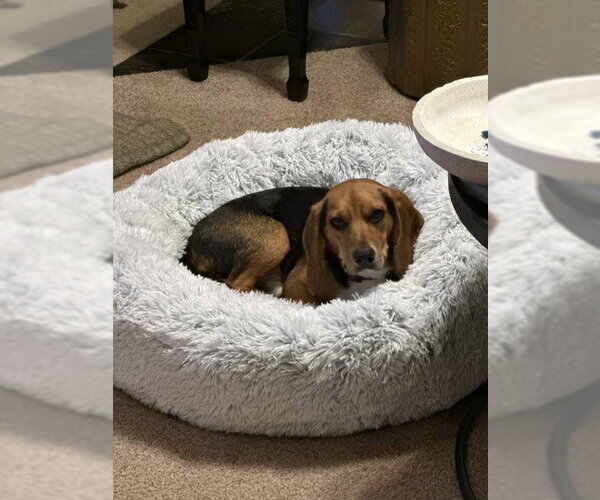Medium Photo #5 Beagle Puppy For Sale in Crystal, MN, USA