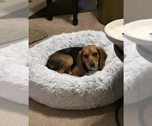 Cooper - Male Beagle Dog for Adoption - Photo #5