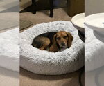 Small Photo #5 Beagle Puppy For Sale in Crystal, MN, USA