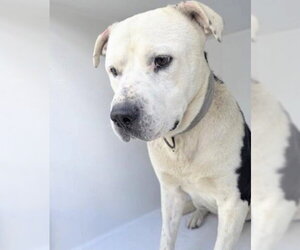 Mutt Dogs for adoption in Houston, TX, USA