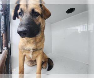 German Shepherd Dog-Unknown Mix Dogs for adoption in Houston, TX, USA