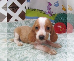 Beagle Puppy for Sale in RATTAN, Oklahoma USA