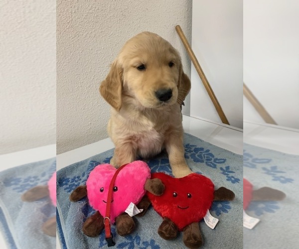 Medium Photo #1 Golden Retriever Puppy For Sale in HILBERT, WI, USA