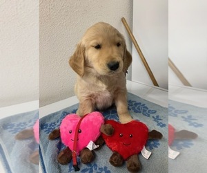 Golden Retriever Puppy for sale in HILBERT, WI, USA