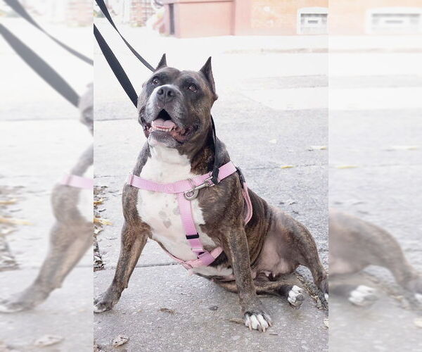 Medium Photo #28 Mutt Puppy For Sale in Philadelphia, PA, USA