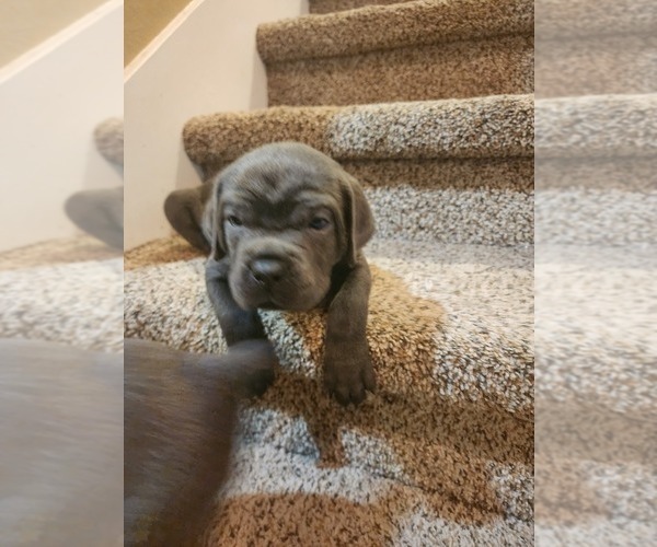Medium Photo #17 Cane Corso Puppy For Sale in ATASCOCITA, TX, USA