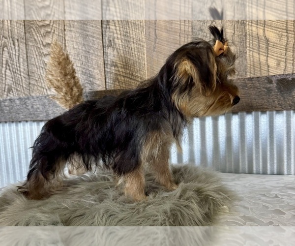 Medium Photo #6 Yorkshire Terrier Puppy For Sale in NAPPANEE, IN, USA